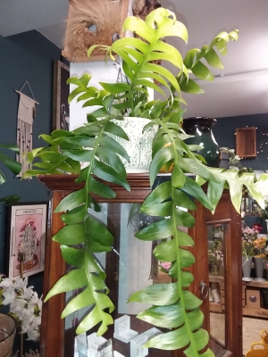 Epipremnums Rick Rack Plant