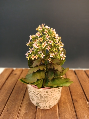 Kalanchoe Plant