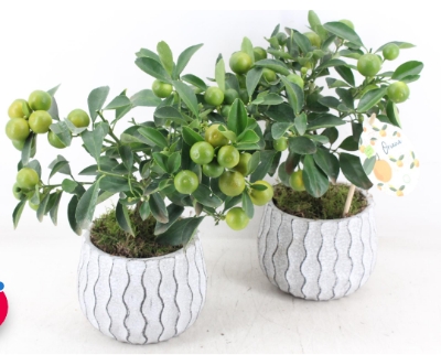 Mother's Day Citrus Plant