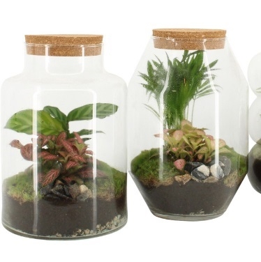 Mother's Day Terranium