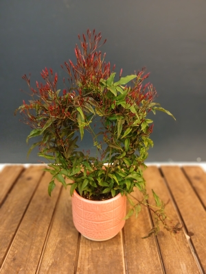 Mother's DayJasmine Plant