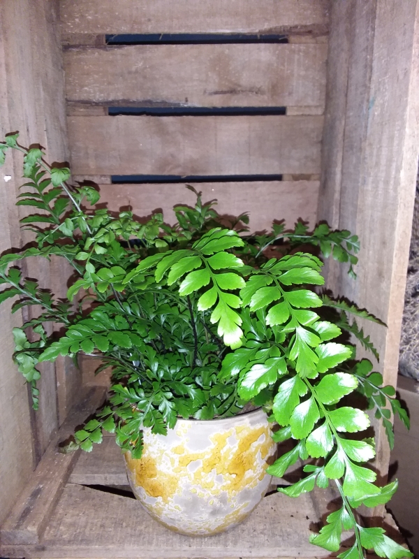 Pink Anthurium Lilli