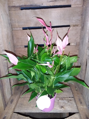 Pink Anthurium Lilli