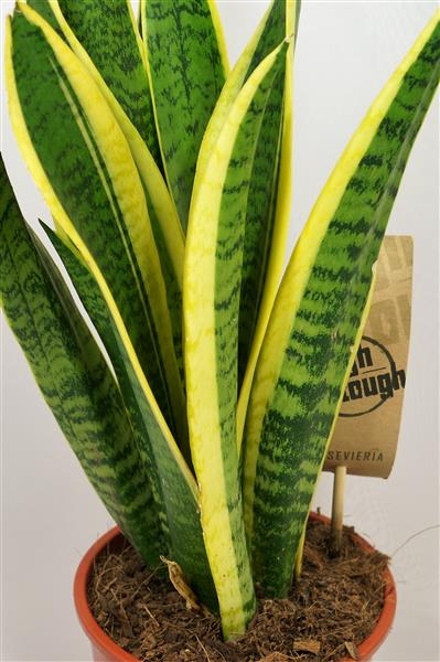 Sansevieria