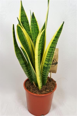 Sansevieria