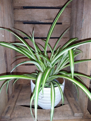 Spider Plant Chlorophytum Variegatum