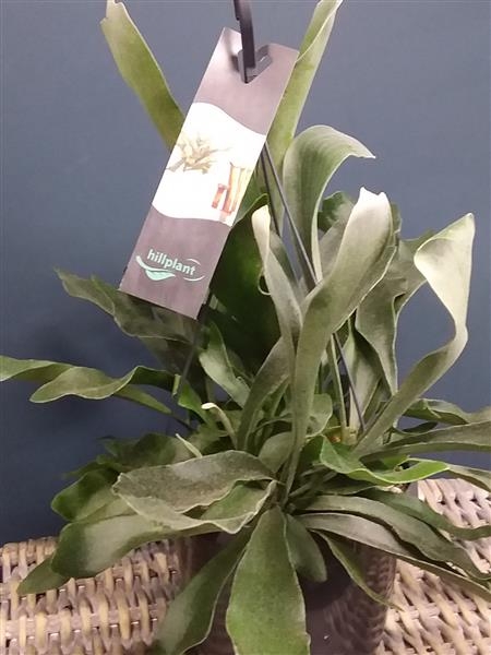 Staghorn Fern