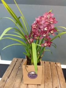Cymbidium