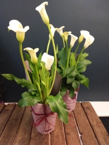Calla Lily