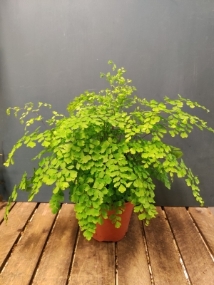 Maidenhair Fern