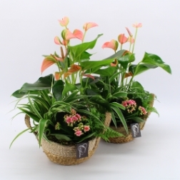 Anthurium Beauty Indoor Planter