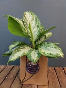 Aglaonema ...Silver Bay