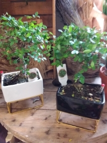 Bonsai Zelkova