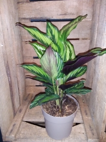 Calathea Plant