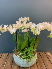 Cymbidium Superior Arrangement
