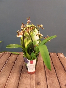 Inca Orchid