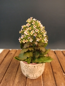 Kalanchoe Plant