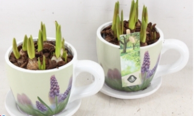 Mother's Day Cup Planter