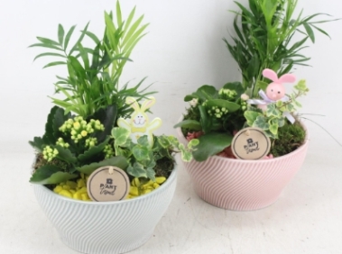 Mother's Day Indoor Planter
