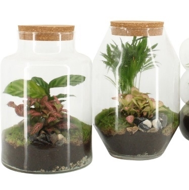 Mother's Day Terranium