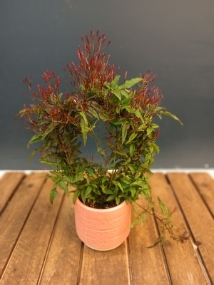 Mother's DayJasmine Plant