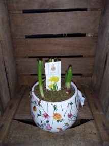 Narcissus Arrangement