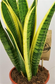Sansevieria