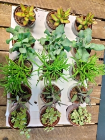 Small Succulent in Pot