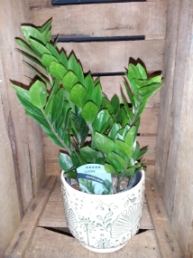 Zamioculus Plant